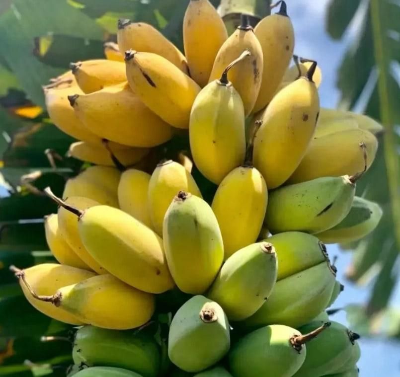 Banana Seeds
